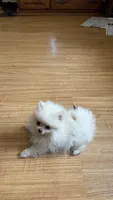 Leia, a female Pomeranian for sale in Gainesville, TX – 4 of 4