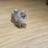 Kippy, a male Pomeranian for sale in Gainesville, TX – Photo 6 of 10