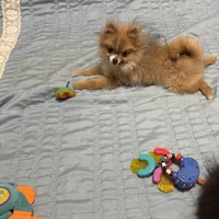 Kippy, a male Pomeranian for sale in Gainesville, TX – Photo 5 of 10