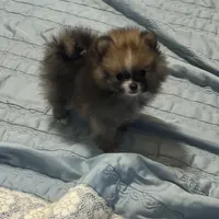 Kippy, a male Pomeranian for sale in Gainesville, TX – Photo 10 of 10