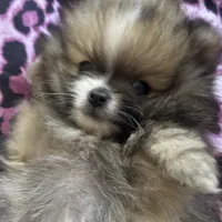Kippy, a male Pomeranian for sale in Gainesville, TX – Photo 8 of 10