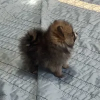 Kippy, a male Pomeranian for sale in Gainesville, TX – Photo 7 of 10