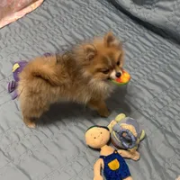 Kippy, a male Pomeranian for sale in Gainesville, TX – Photo 2 of 10