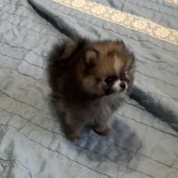 Kippy, a male Pomeranian for sale in Gainesville, TX – Photo 9 of 10