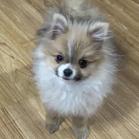 Kippy, a male Pomeranian for sale in Gainesville, TX – Photo 3 of 10