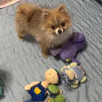 Kippy, a male Pomeranian for sale in Gainesville, TX – Photo 1 of 10