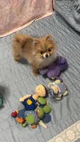 Kippy, a male Pomeranian for sale in Gainesville, TX – Photo 1 of 10