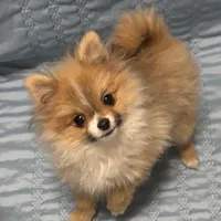 Kippy, a male Pomeranian for sale in Gainesville, TX – Photo 4 of 10