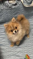 Kippy, a male Pomeranian for sale in Gainesville, TX – Photo 4 of 10