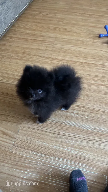 Kyky – Pomeranian puppy for sale in Gainesville, TX