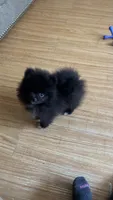 Kyky, a female Pomeranian for sale in Gainesville, TX – 1 of 4