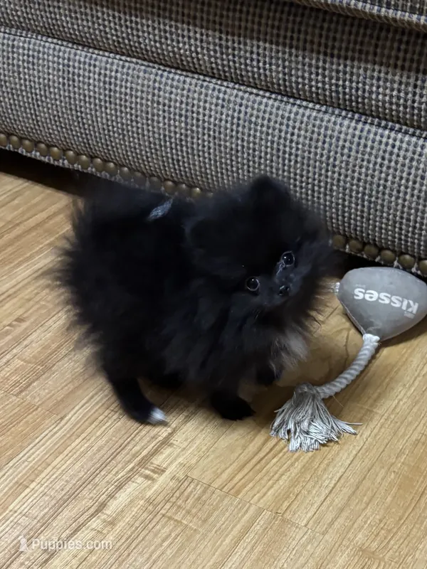 Kiki – Pomeranian puppy for sale in Gainesville, TX