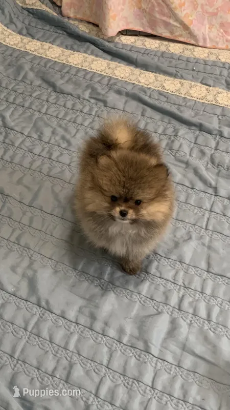 Tiny  Lila, a female Pomeranian for sale in Gainesville, TX – Photo 1 of 5