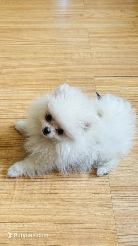 Leia – Pomeranian puppy for sale in Gainesville, TX