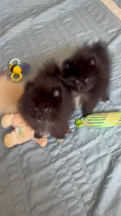 Kyky, a female Pomeranian for sale in Gainesville, TX – 3 of 4