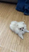 Leia, a female Pomeranian for sale in Gainesville, TX – 2 of 4
