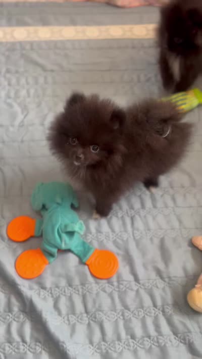 Kyky, a female Pomeranian for sale in Gainesville, TX – 2 of 4
