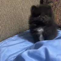 Kyler, a male Pomeranian for sale in Gainesville, TX – Photo 6 of 7