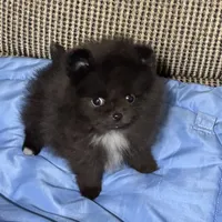 Kyler, a male Pomeranian for sale in Gainesville, TX – Photo 5 of 7