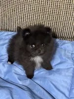 Kyler, a male Pomeranian for sale in Gainesville, TX – Photo 5 of 7