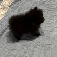 Kyler, a male Pomeranian for sale in Gainesville, TX – Photo 7 of 7