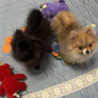 Kyler, a male Pomeranian for sale in Gainesville, TX – Photo 3 of 7