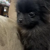Kyler, a male Pomeranian for sale in Gainesville, TX – Photo 2 of 7