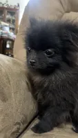 Kyler, a male Pomeranian for sale in Gainesville, TX – Photo 2 of 7