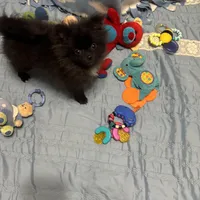 Kyler, a male Pomeranian for sale in Gainesville, TX – Photo 4 of 7