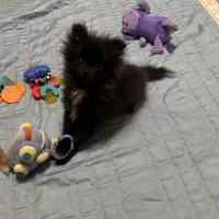 Kyler, a male Pomeranian for sale in Gainesville, TX – Photo 1 of 7