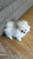 Leia, a female Pomeranian for sale in Gainesville, TX – 3 of 4