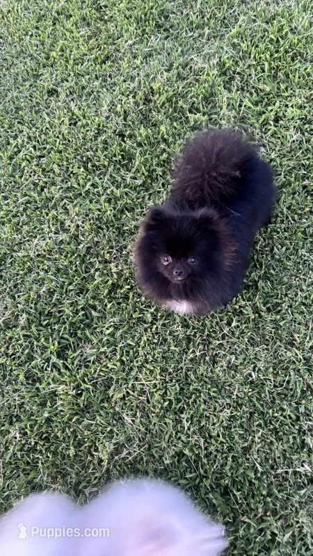 Kyler – Pomeranian puppy for sale in Gainesville, TX