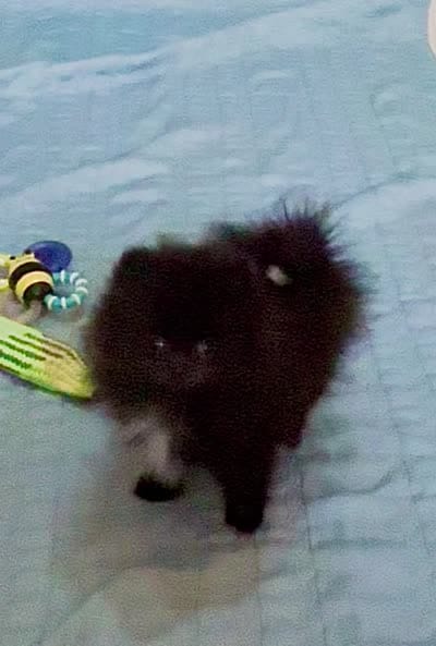 Kiki, a female Pomeranian for sale in Gainesville, TX – 1 of 1