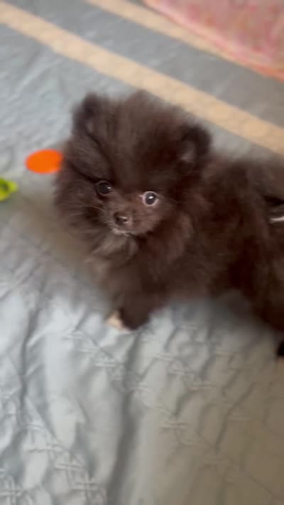 Kyky, a female Pomeranian for sale in Gainesville, TX – 4 of 4