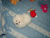 Xtiny Laddy, a male Pomeranian for sale in Gainesville, TX – Photo 3 of 6