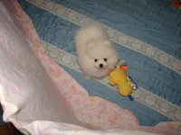 Xtiny Laddy, a male Pomeranian for sale in Gainesville, TX – Photo 5 of 6