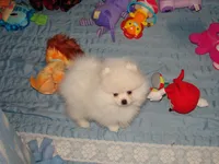 Xtiny Laddy, a male Pomeranian for sale in Gainesville, TX – Photo 1 of 6