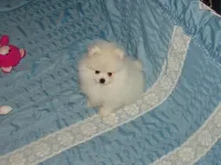 Xtiny Laddy, a male Pomeranian for sale in Gainesville, TX – Photo 4 of 6