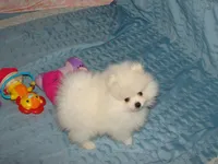 Xtiny Laddy, a male Pomeranian for sale in Gainesville, TX – Photo 2 of 6