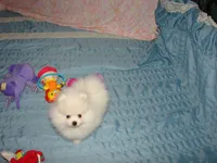 Xtiny Laddy, a male Pomeranian for sale in Gainesville, TX – Photo 6 of 6