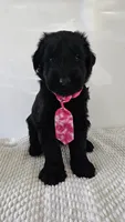 PINK, a female Giant Schnauzer for sale in Opa Locka, FL – 3 of 3