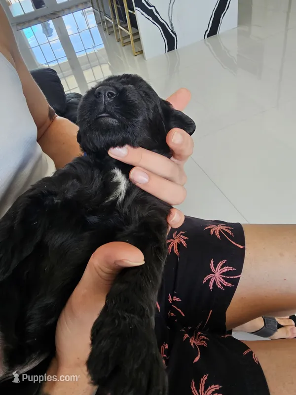 RED – Giant Schnauzer puppy for sale in Opa Locka, FL