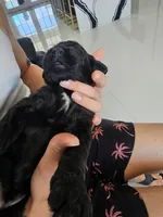 RED, a male Giant Schnauzer for sale in Opa Locka, FL – 1 of 1