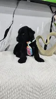 LIGHT BLUE, a male Giant Schnauzer for sale in Opa Locka, FL – 3 of 3