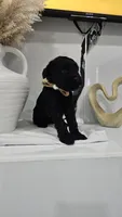 BEIGE, a female Giant Schnauzer for sale in Opa Locka, FL – 2 of 4