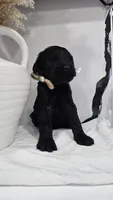 BEIGE, a female Giant Schnauzer for sale in Opa Locka, FL – 3 of 4