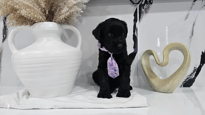 PURPLE  – Giant Schnauzer puppy for sale in Opa Locka, FL