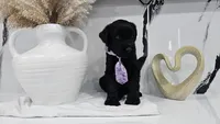 PURPLE , a female Giant Schnauzer for sale in Opa Locka, FL – 1 of 4