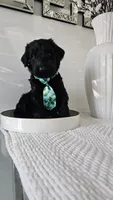 GREEN , a male Giant Schnauzer for sale in Opa Locka, FL – 3 of 4