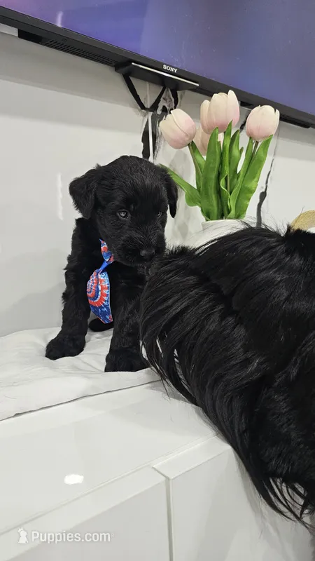 BLUE – Giant Schnauzer puppy for sale in Opa Locka, FL